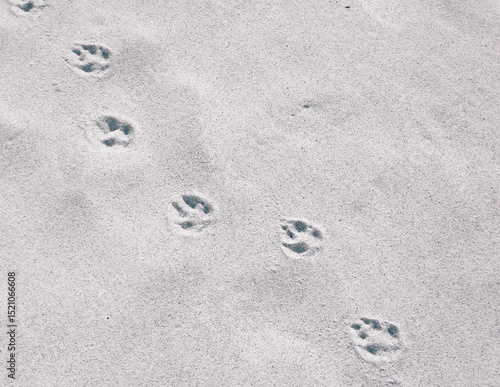 Cat or fox paw prints on beach or desert.