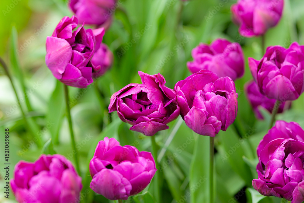 Fototapeta premium Colorful tulips blooming in Keukenhof park, Netherlands
