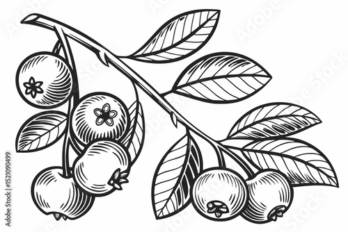 Detailed black and white illustration of a blueberry branch vector art