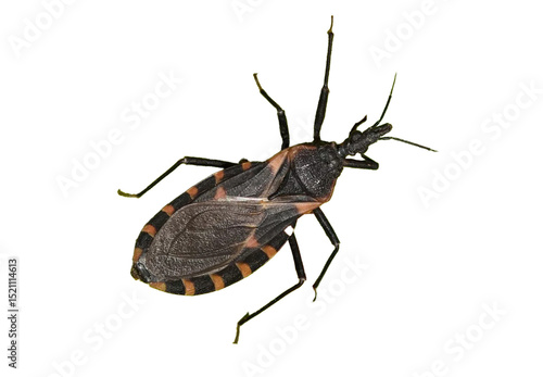 kissing bug png