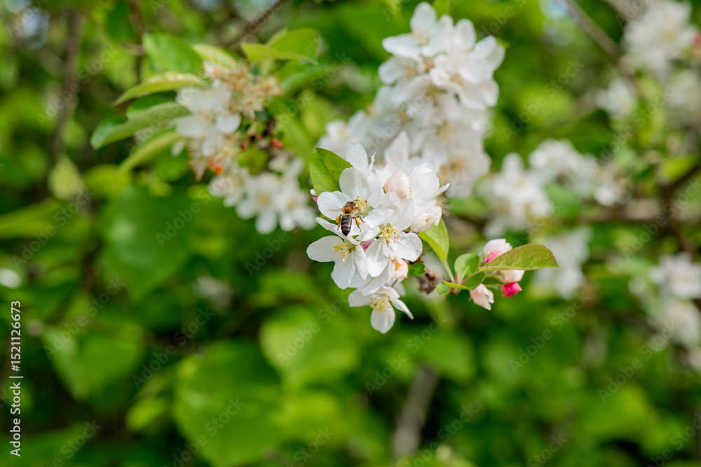 Bees pollinating white flowers in springtime garden Bees pollinating white flowers in springtime garden