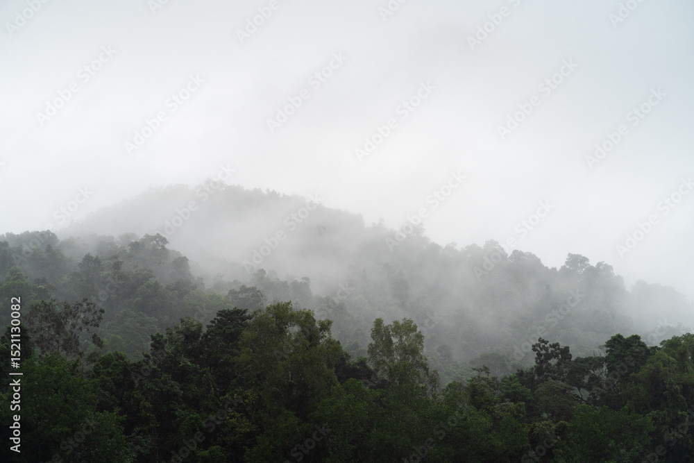 Daintree Rainforest. Daintree Rainforest.