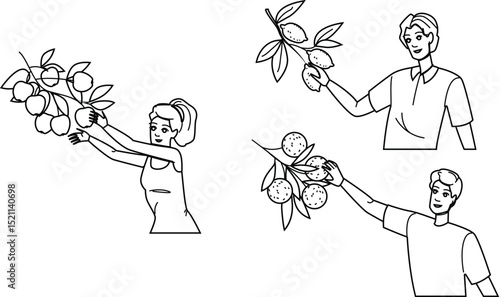 farm fruit picking vector