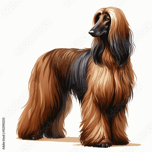 Aloof Muse Glide dog afghan hound isolated watercolor vector illustration svg