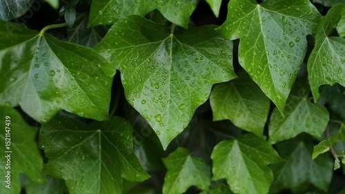Ivy leaves are covered with transparent raindrops. Green and contrasting ivy leaves after the rain.	