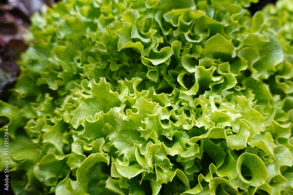 Fresh green lettuce growing in the garden, close-up view of crisp leaves Fresh green lettuce growing in the garden, close-up view of crisp leaves