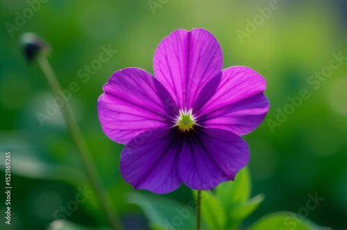 A close-up shot of a purple flower against a green background, perfect for use in designs related to nature or beauty