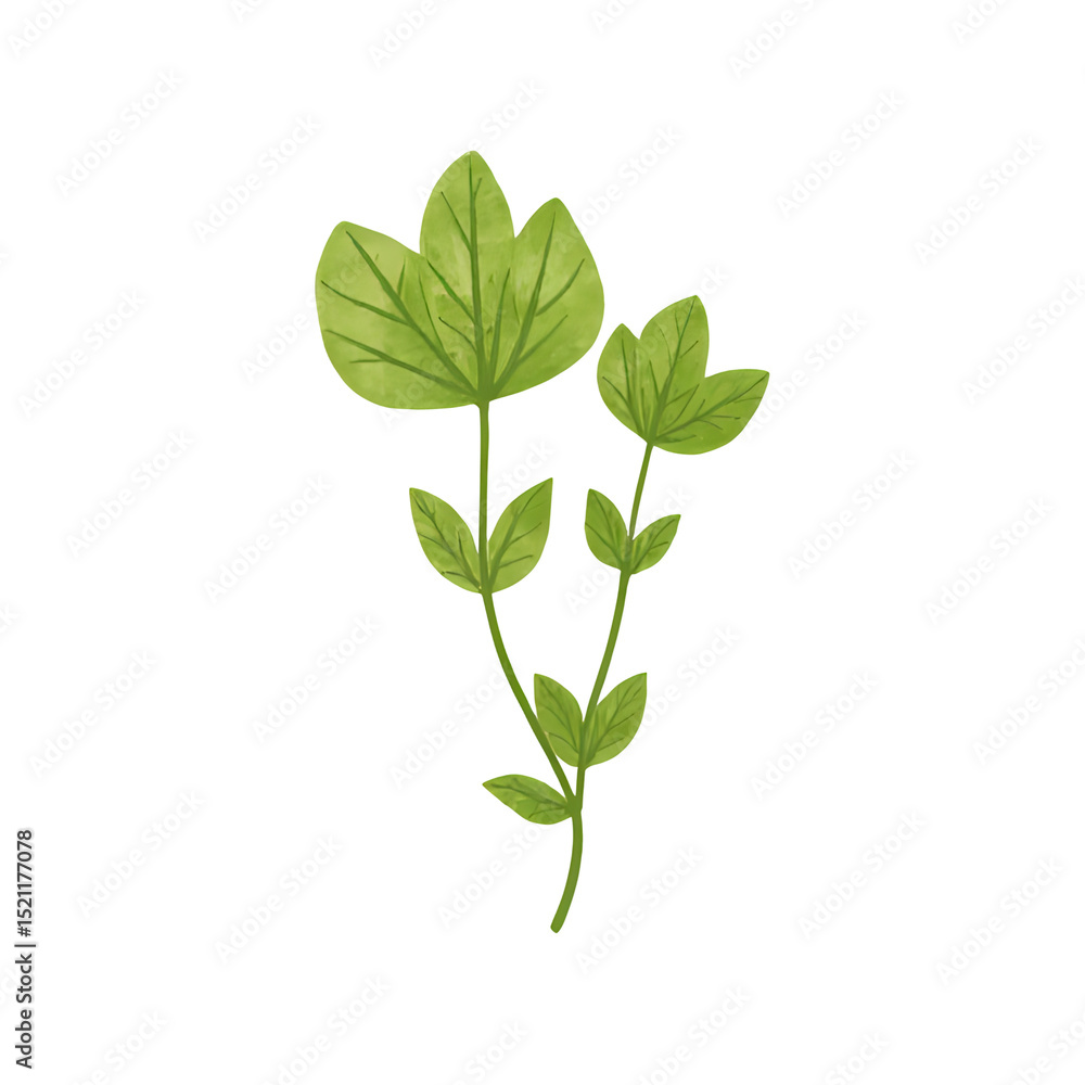 Watercolor green leaf isolated on white background