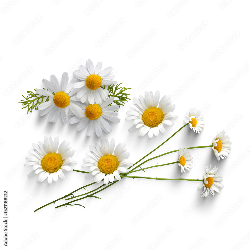 Obraz premium Daisy 