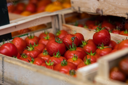 Tomates fraîches
