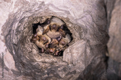 Close up group of strange animals Greater mouse-eared bats (Myotis myotis) hanging upside down in the hole of the cave and hibernating. Wildlife take.