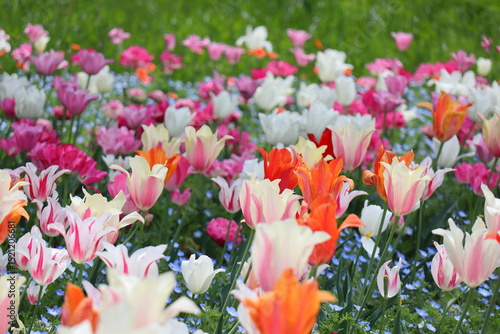 Wallpaper Mural カラフルなチューリップの花畑 Torontodigital.ca