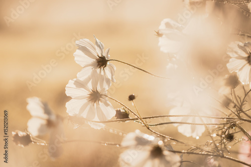 The underside of white cosmos flowers with visible dew droplets in early morning light