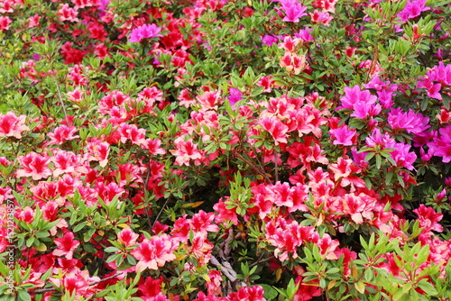 Wallpaper Mural 大きく育ったツツジの花 Torontodigital.ca