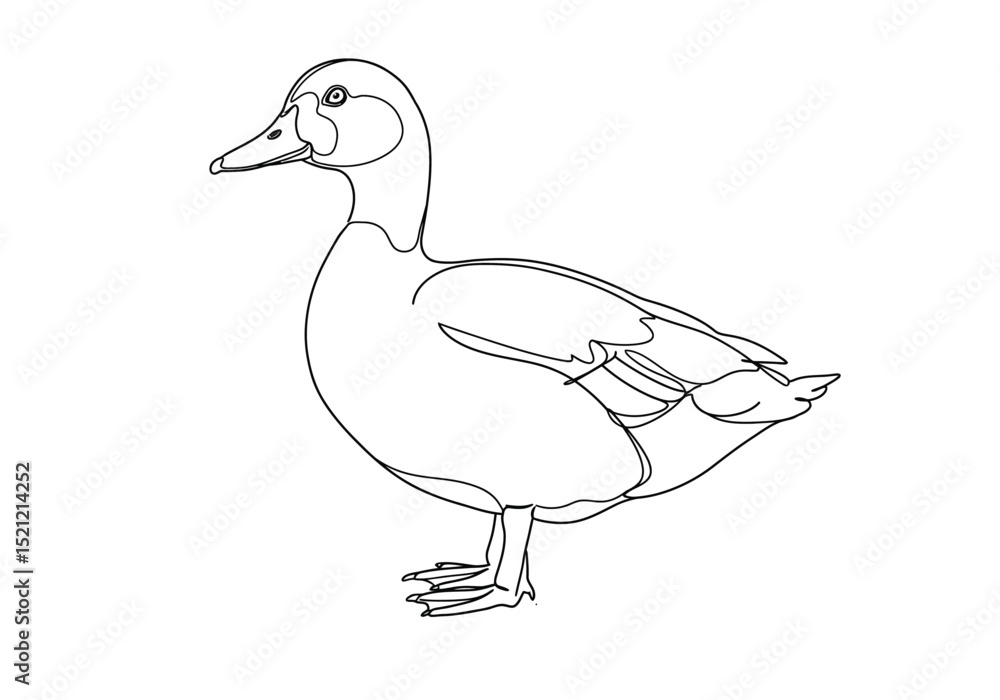 Obraz premium Muscovy duck drawing. It is a detailed black and white outline image of a Muscovy duck, perfect for coloring or nature studies. Vector sketch line art draw.