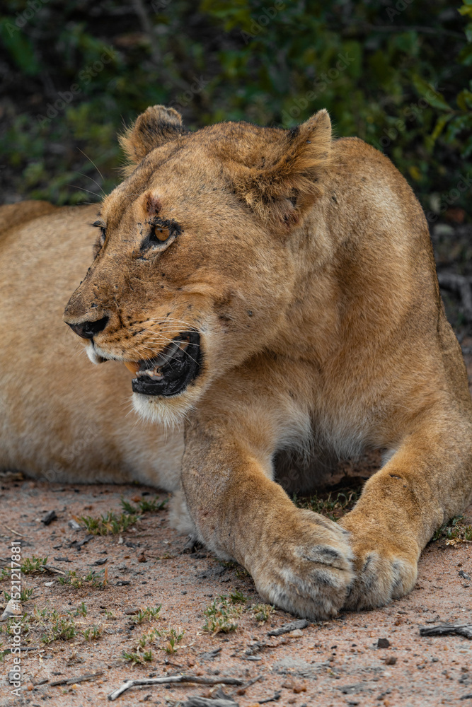 Fototapeta premium Beautiful lioness lying in the sand, Greater Kruger.
