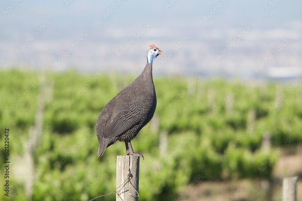 Fototapeta premium Helmeted Guinea fowl Standing on Fence Post in Vineyard