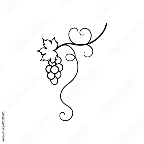 grapevine with tendrils on white background  .svg