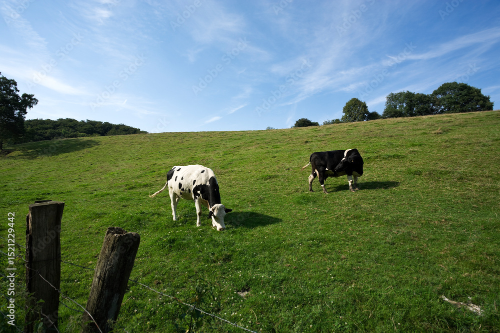 Fototapeta premium two black and white Holstein cows on a meadow