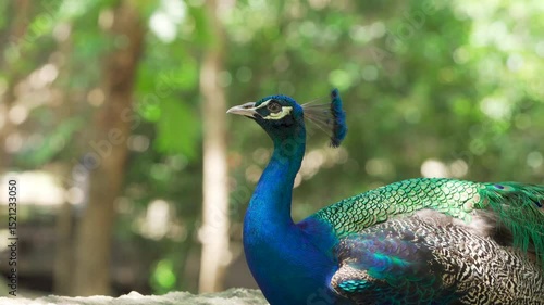 Wallpaper Mural Portrait of beautiful peacock,A closeup shot of a peacock Torontodigital.ca