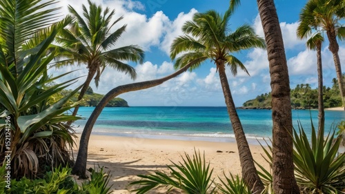 palm trees on the beach