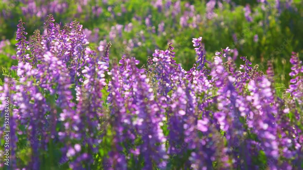 Lush field of purple wildflowers glowing in warm summer sunlight. Vibrant colors and soft bokeh create a sense of comfort and natural harmony. Lush field of purple wildflowers glowing in warm summer sunlight. Vibrant colors and soft bokeh create a sense of comfort and natural harmony.