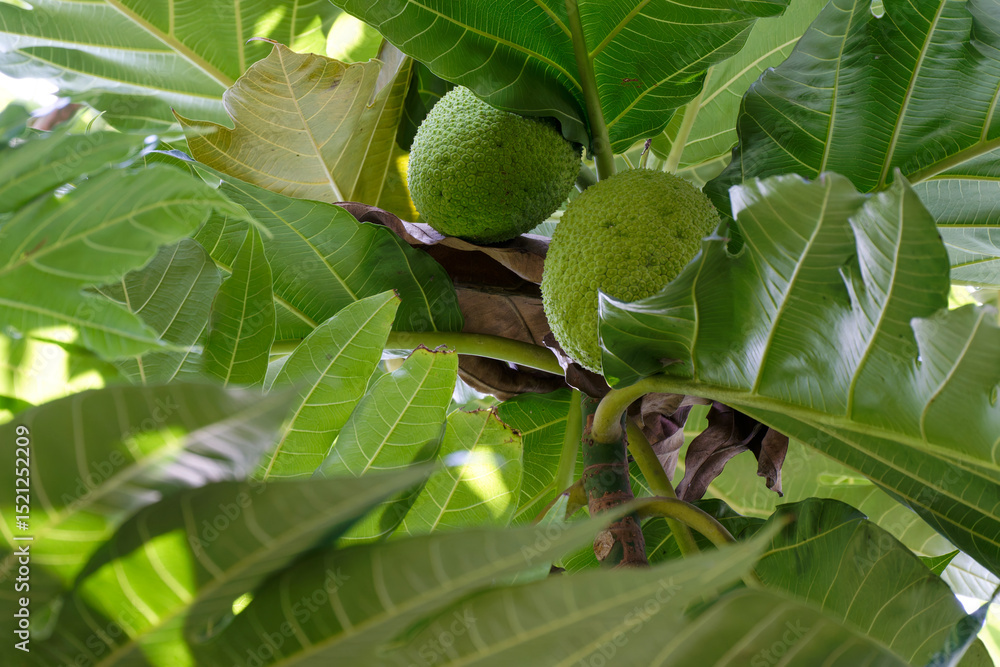 Fototapeta premium Breadfruit Tree Lush Green Leaves Two Unripe Fruits Nature Tropical Botany