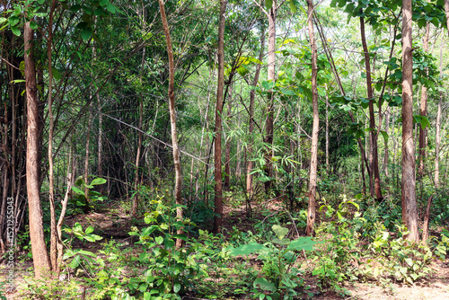 bamboo forest in thailand