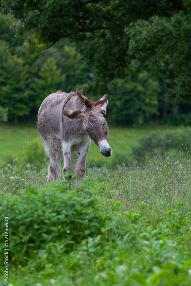 Obraz premium Donkey in the nature in France