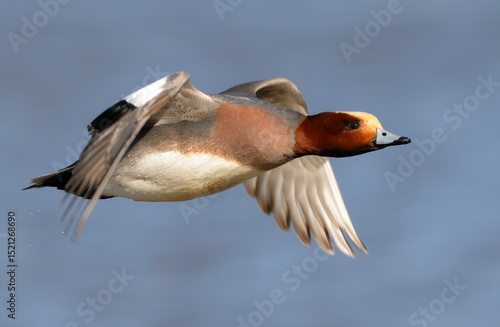 male wigeon in flight