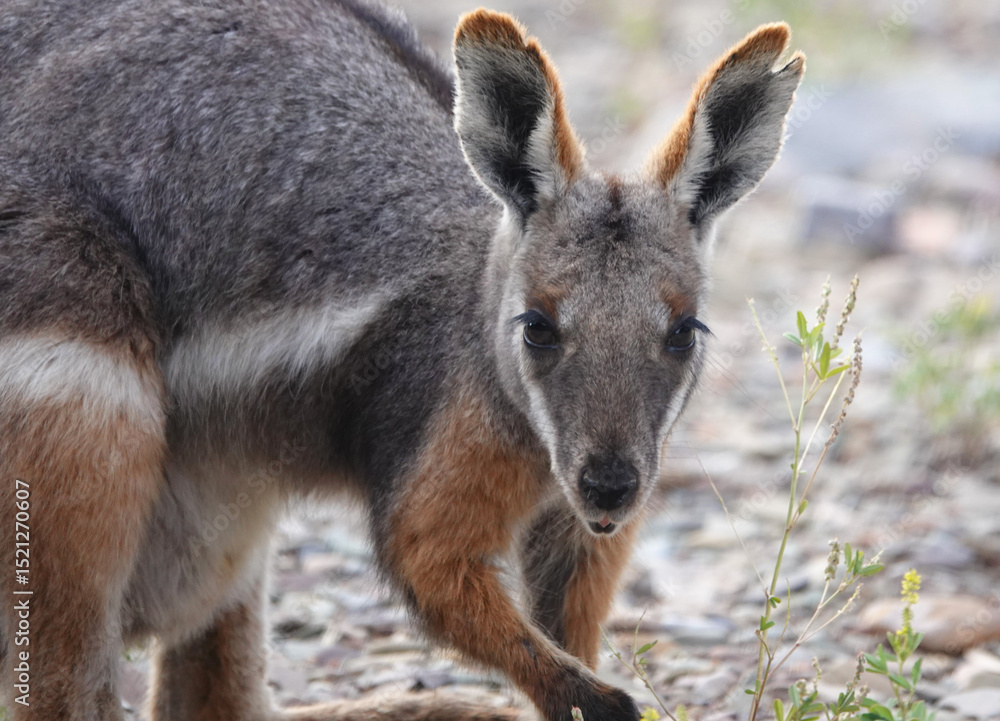 Yellow-footed Rock Wallaby in the Flinders Ranges Yellow-footed Rock Wallaby in the Flinders Ranges