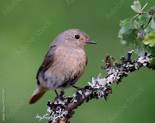 female redstart