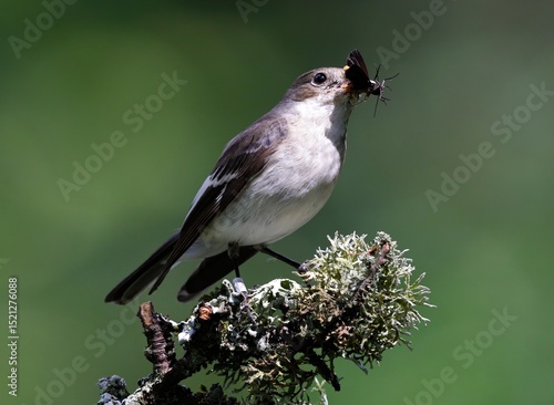 female pied flycatcher