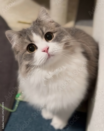 cute kittens with big eyes
