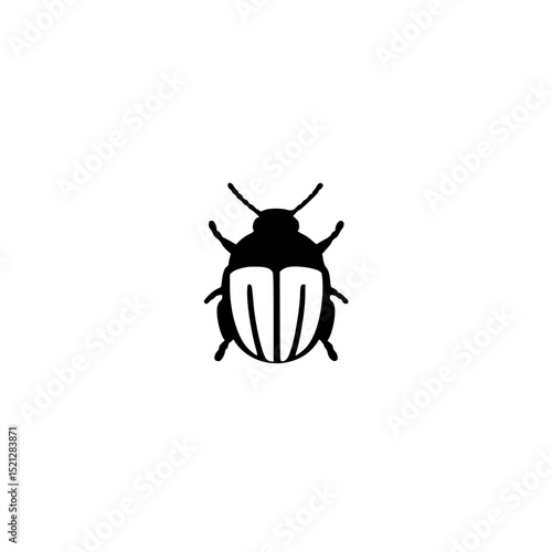 beetle on white background