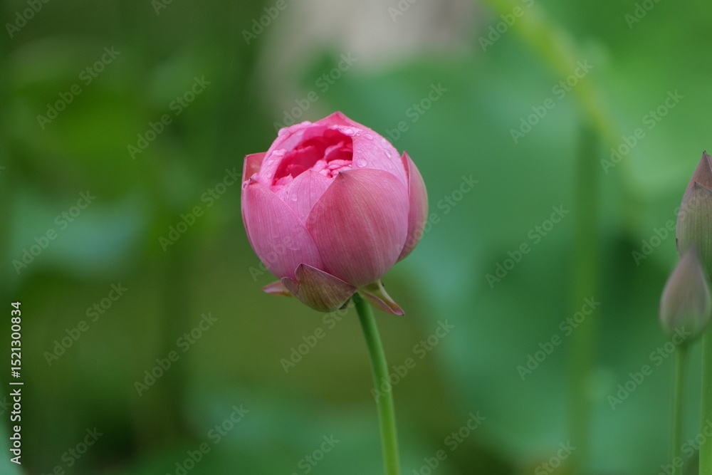 Summer lotus flowers in Chongqing Muxian Lake Park Summer lotus flowers in Chongqing Muxian Lake Park
