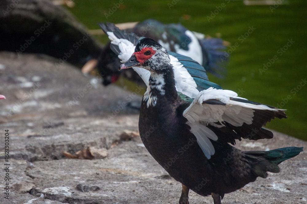 Fototapeta premium Pato extendiendo sus alas