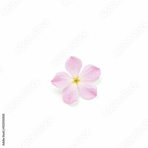 Pink flower dahlia on a white background isolated with clipping path. Closeup. for design. Dahlia.