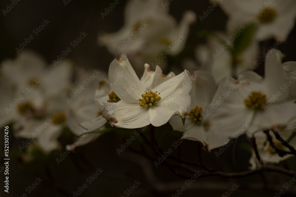 Obraz premium Dogwood flowers blooming in the spring