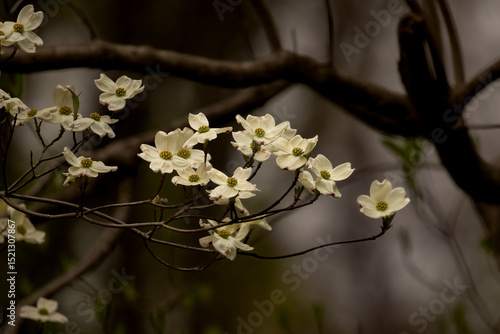 Dogwood flowers blooming in the spring