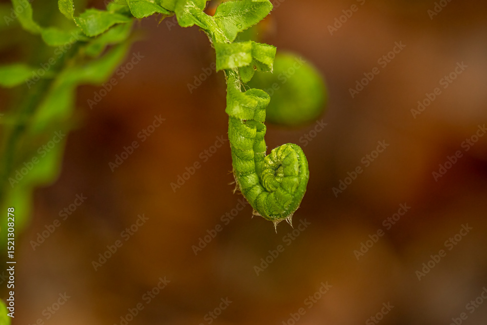 Naklejka premium Fiddlehead of a fern grows along the trail in the woods of New Jersey