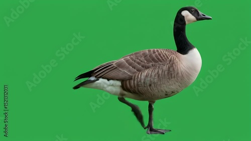 Canadian Goose Isolated on Green Background