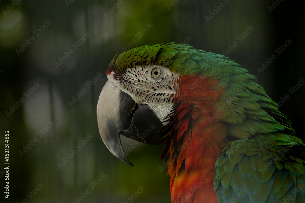 Obraz premium Parrot at Space Farms New Jersey
