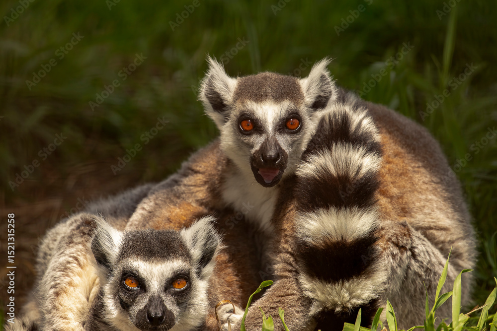 Obraz premium Lemurs at Space Farms New Jersey