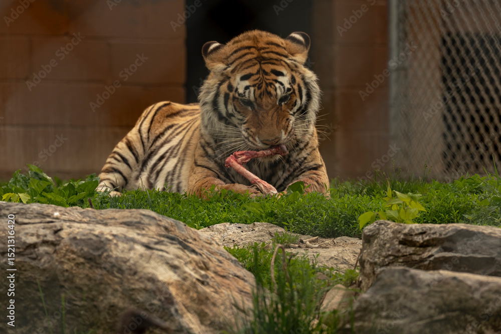 Obraz premium Bengal Tiger eating his meal at Space Farms New Jersey