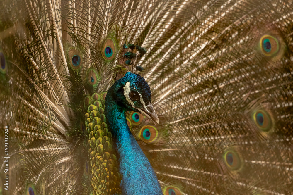Obraz premium Male Peacock showing off for the ladies at Space Farms New Jersey