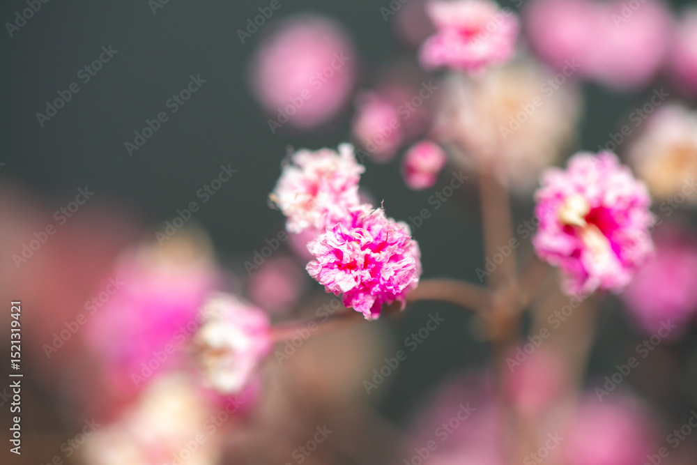 Fototapeta premium Macro Photo of Coral Bells Flowers as Background Wallpaper