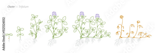 Clover Growth Stages Vector Illustration - Trifolium Development Cycle
