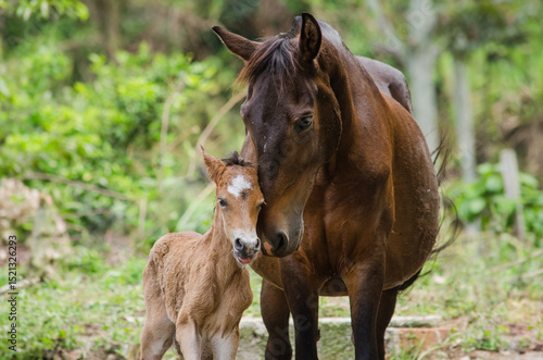 Potrillo recien nacido y su madre se saludan