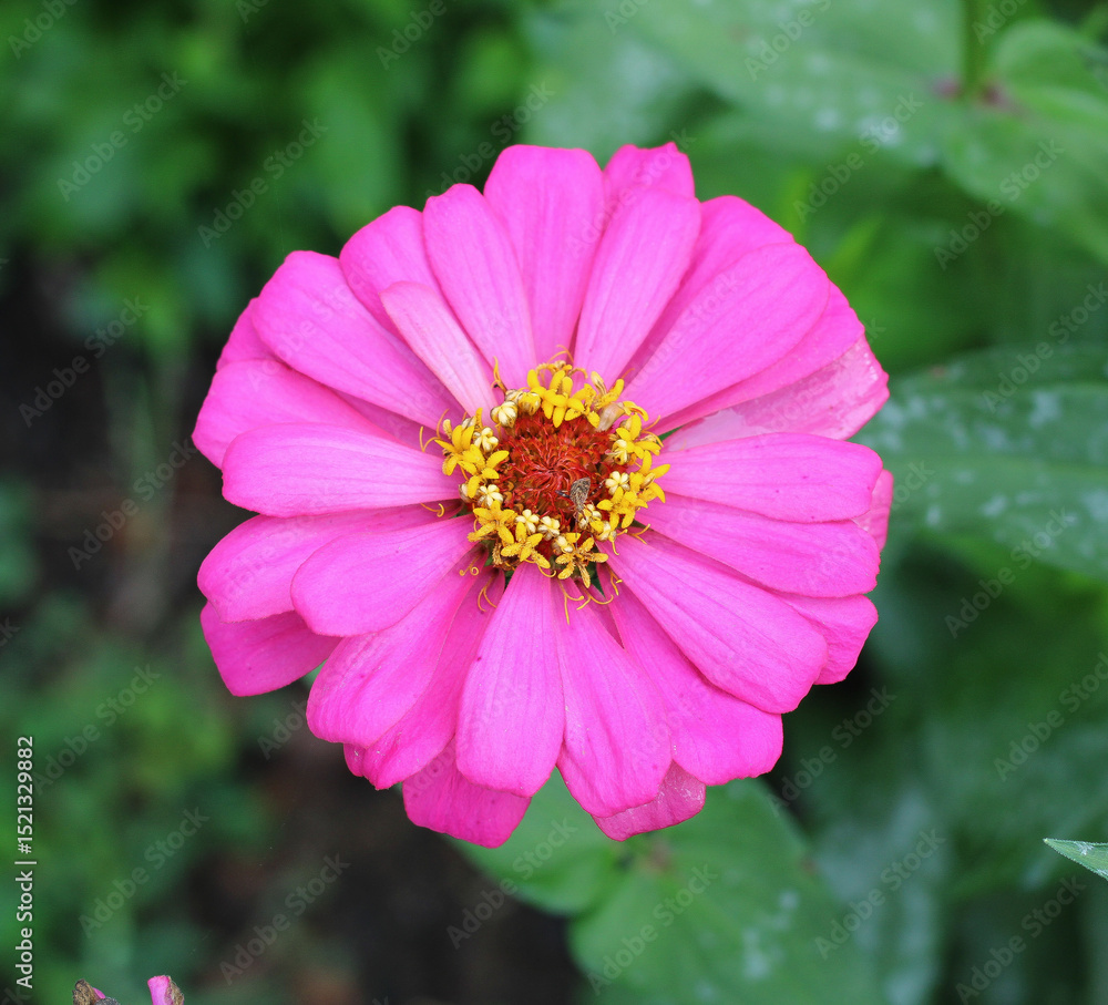 Obraz premium pink cosmos flower